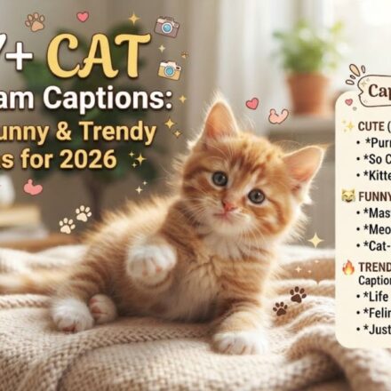 437+ Cat Instagram Captions: Cute, Funny & Trendy Ideas for 2026